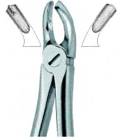 Molars,Right 17