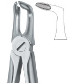 Lower roots 46