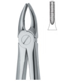 Incisors and Bicuspids 2