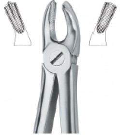 Molars 17