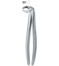Molars 22