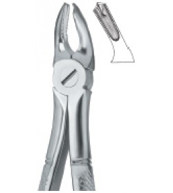 Molars 39A