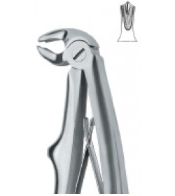 Molars 6