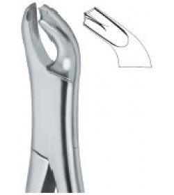 Molars 17