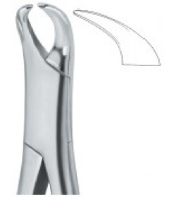 Molars 